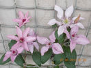 clematis dr.ruppel