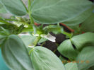 bob(planta comestibila)