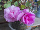 impatiens roz batut