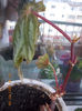 begonia rex metalica