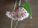 7 iunie 2013-flori 223