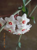 hoya carnosa...