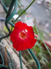 zorele mici rosii-cardinal climber