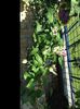 Clematita temptation