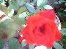 DSCN2773[1]