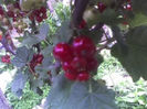coacaz rosu pomisor