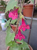 lophospermum