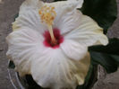 boreas        white
