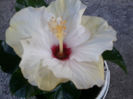 boreas white