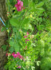 DSCN4374