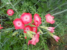 DSCN4377