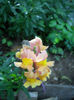DSCN4384