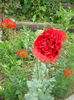 DSCN4403