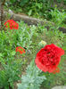 DSCN4404