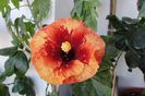 hibiscus Heartbreak Hotel
