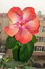hibiscus Moorea Rita