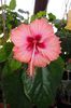 hibiscus Antilles Saumon