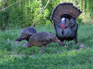 63florida osceola turkey hunting guide 55410