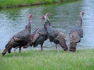 63Osceola turkey