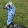 67-2362 ocellated turkey head_tn