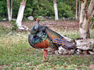 67NWTF_Ocellated_Wild_Turkey