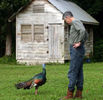 67ocellated_tukey_2