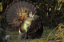 67ocellated-turkey-tom