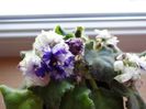 DSC00291