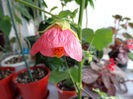 Abutilon roz 1(8-06-2013)