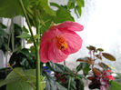 Abutilon roz 1 (8-06-2013)'