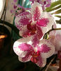 Phalaenopsis Pirate Prince