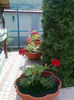 2013- florile Getei (7)