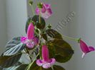 Kohleria Marta (ni)