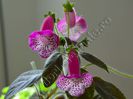 Kohleria Marta (ni)