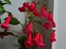 Kohleria Lena (ni)