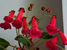 Kohleria Lena (ni)