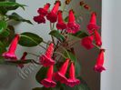 Kohleria Lena