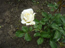 Picture 036