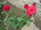 Picture 039