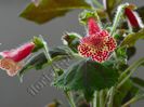 Kohleria Bibbi