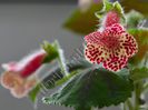 Kohleria Bibbi