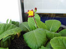 Primula 2