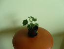abutilon galben