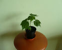 Abutilon caramiziu
