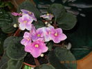 violeta