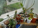 coltul cactusilor mititei