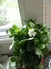 kalanchoe