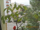 portocal
