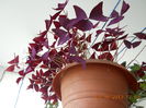 oxalis