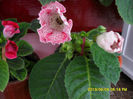 Gloxinii 08 06-2013, 003